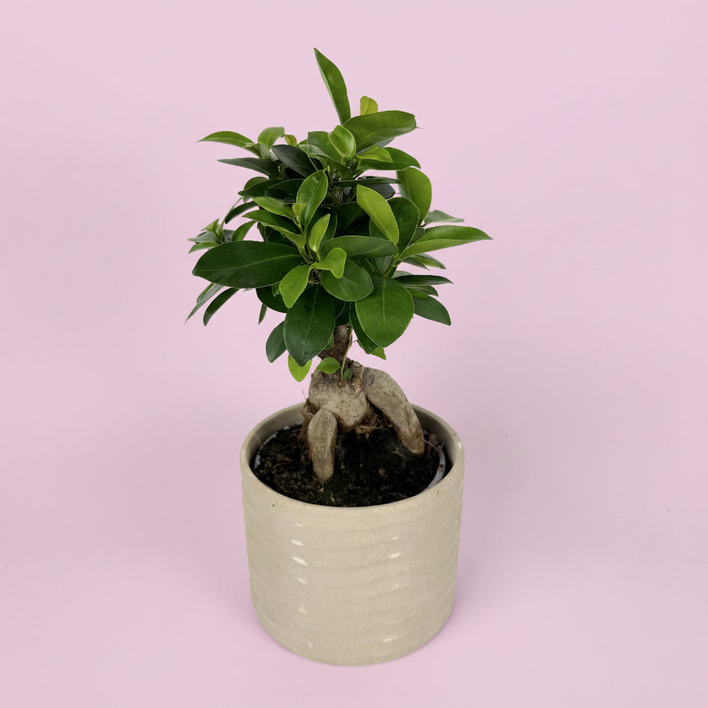 Ficus Ginseng Houseplant And Ceramic Pot Gift Set