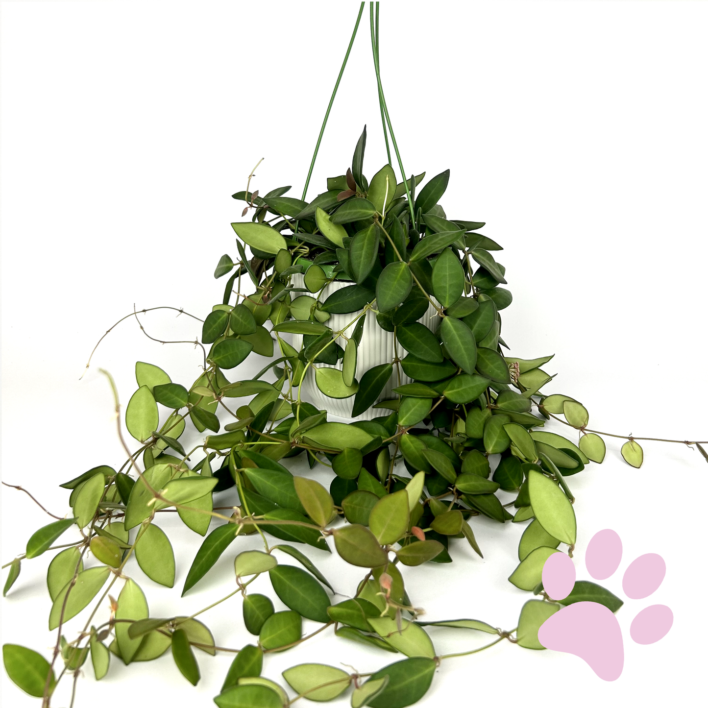Hanging Hoya Burtoniae 14cm Houseplant