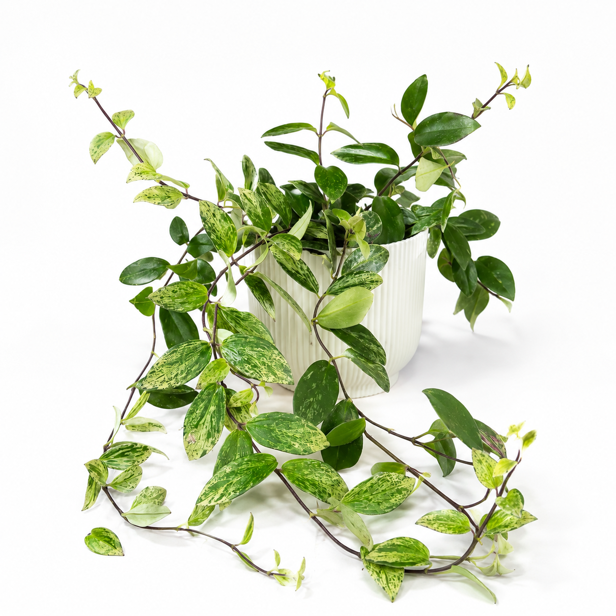 Aeschynanthus Lobbianus Varieged 12cm Pot Size Houseplant