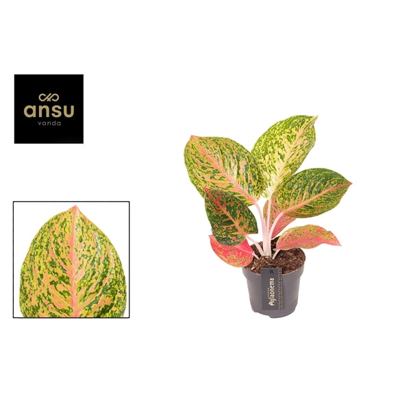 Aglaonema Grand Bouquet 12cm Houseplant