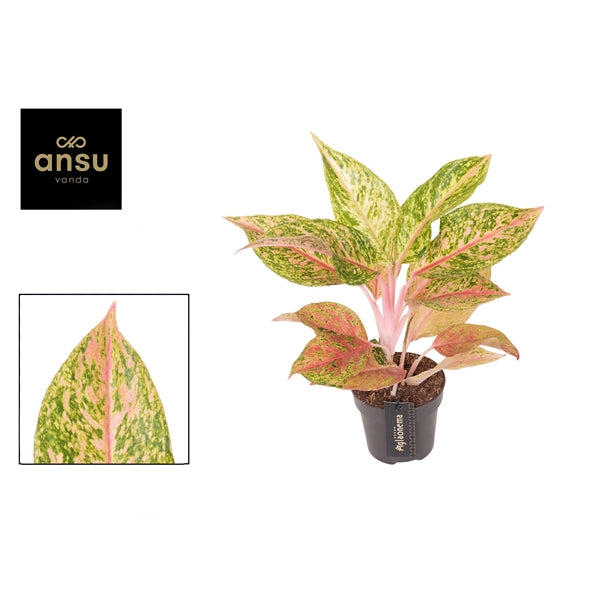 Aglaonema Pomegranate Tea 12cm Houseplant