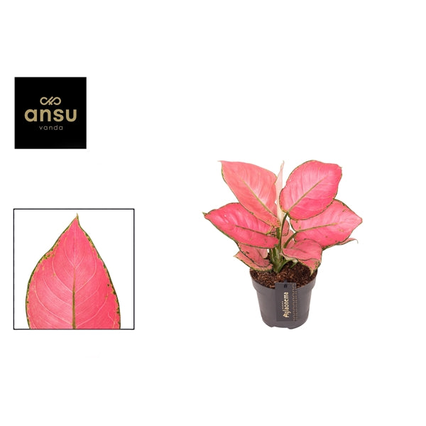 Aglaonema Raspberry Love 12cm Houseplant