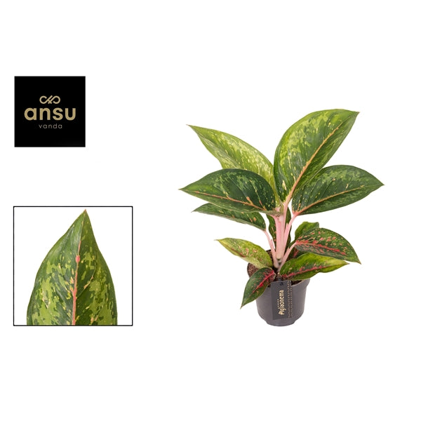 Aglaonema Camo Carmain 12cm Houseplant