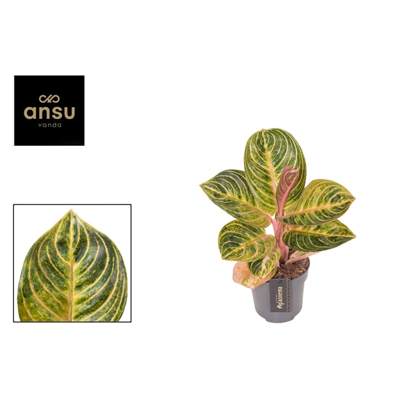 Aglaonema Tourmaline Gold 12cm Houseplant