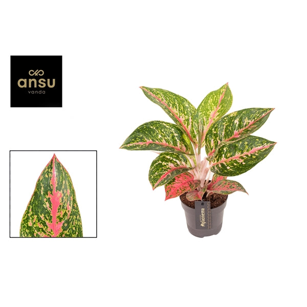 Aglaonema Avocado Red 12cm Houseplant