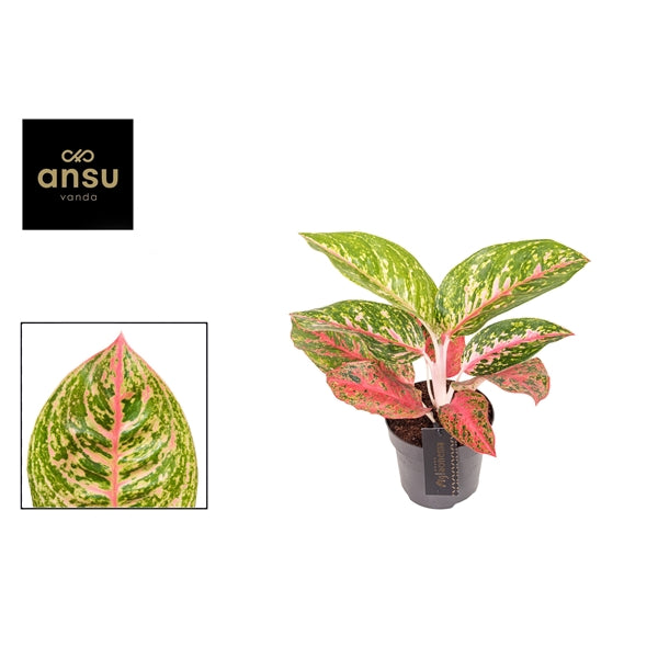 Aglaonema Red Reflections 12cm Houseplant