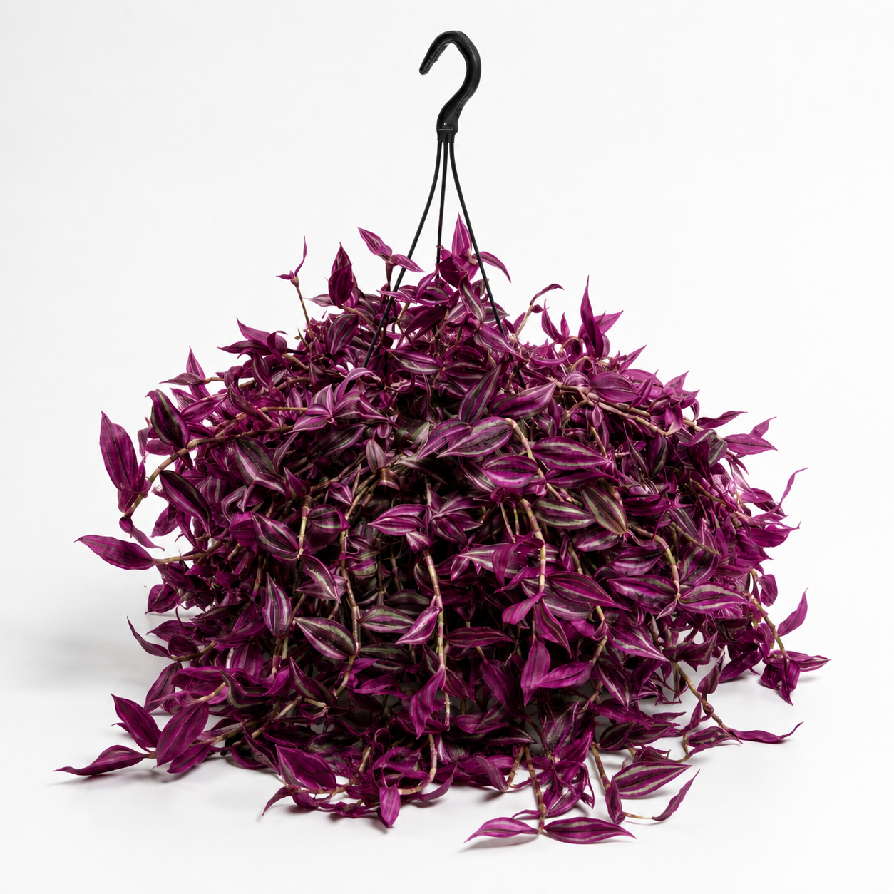 Tradescantia Pink Paradise 19cm Houseplant