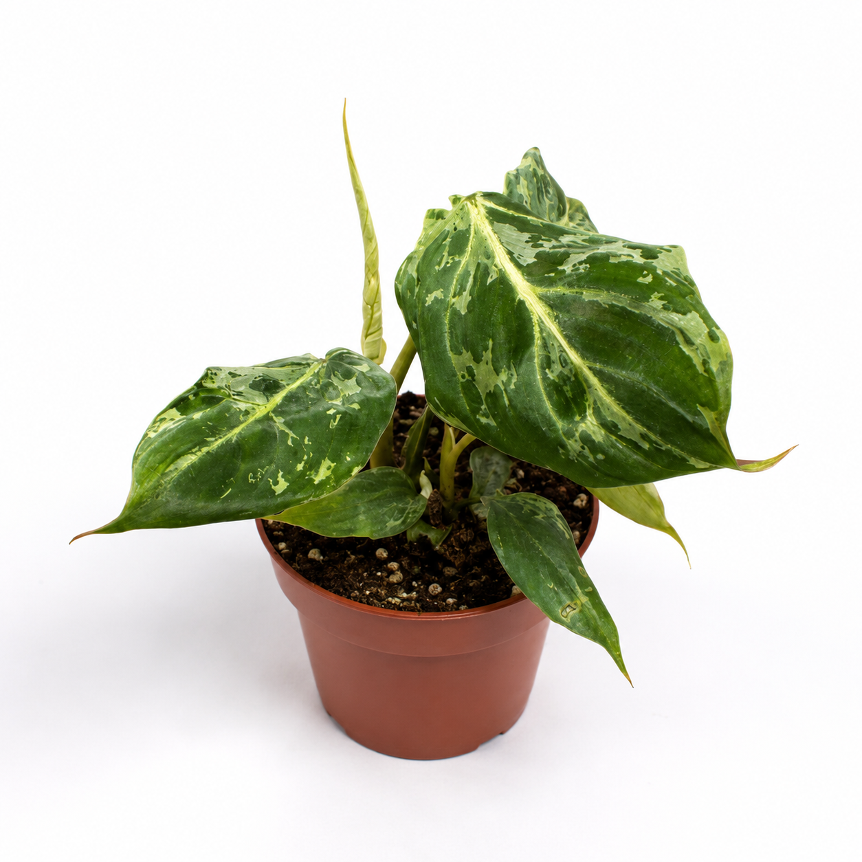 Philodendron Gloriosum Variegated 10.5cm Houseplant