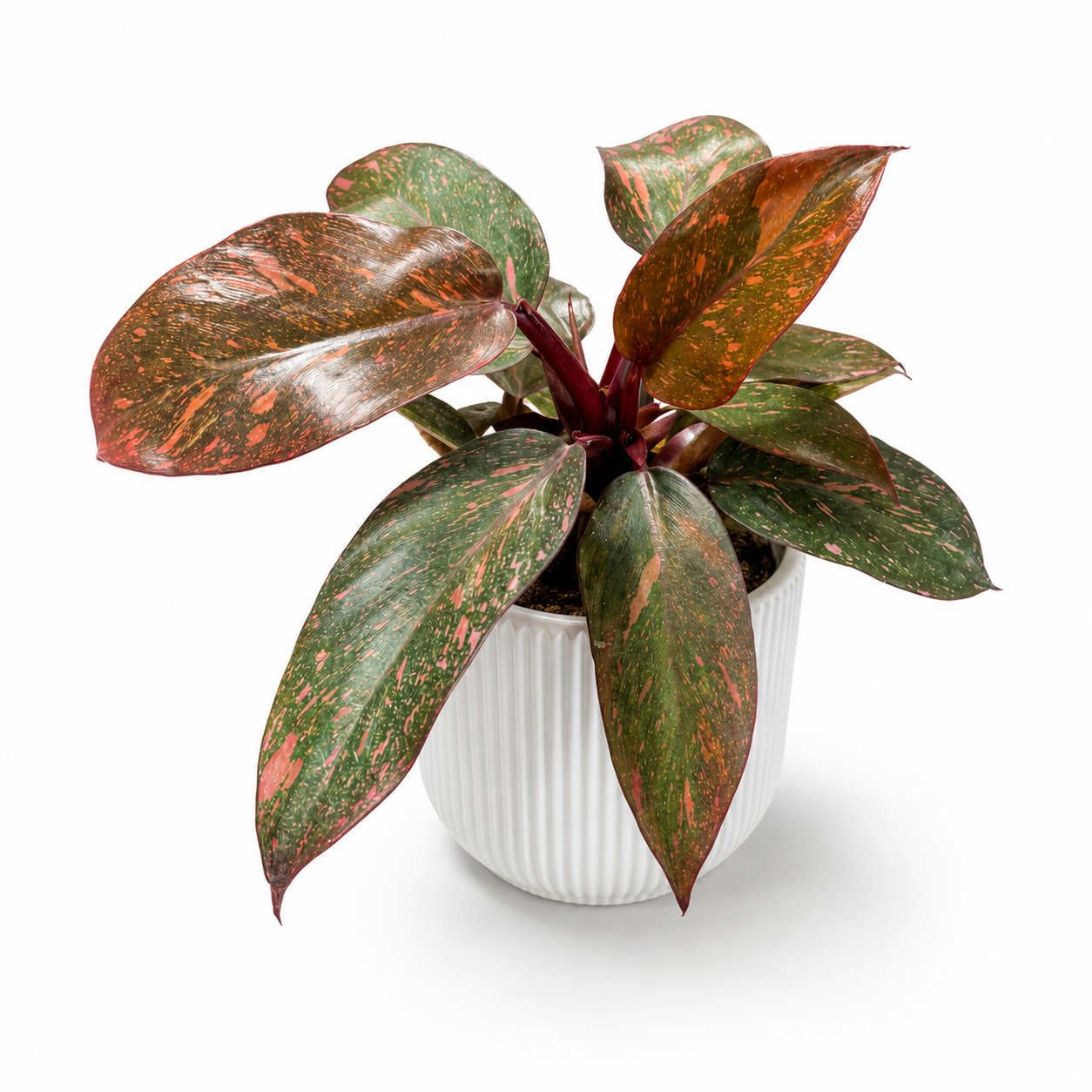 Philodendron Orange Princess 9cm Houseplant