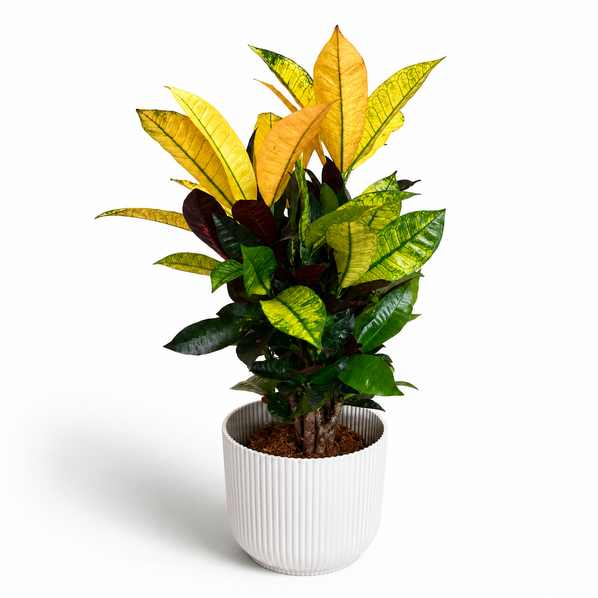 Large Croton Iceton 17cm Houseplant
