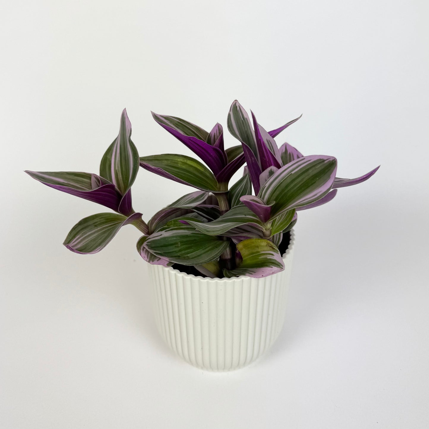 Tradescantia Nanouk 7cm Houseplant