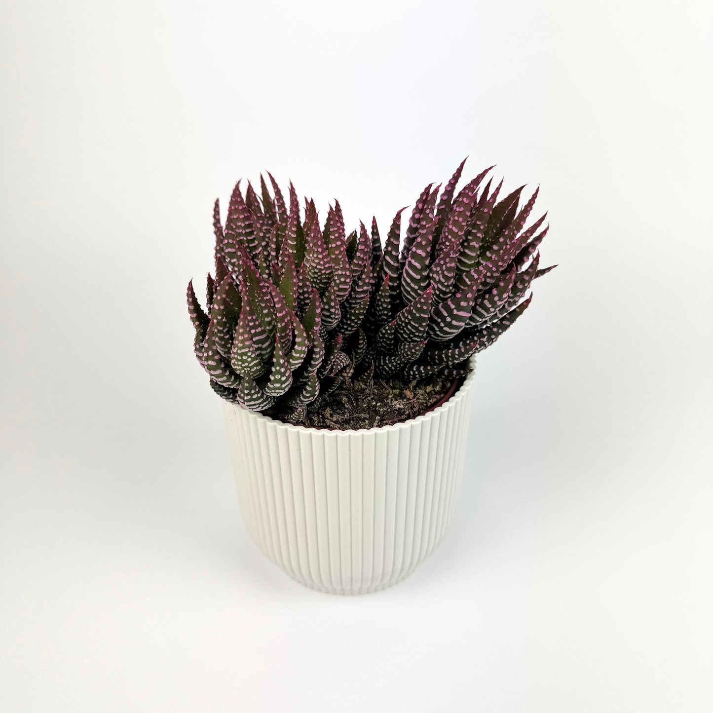 Haworthia Zebrina 10.5cm Houseplant