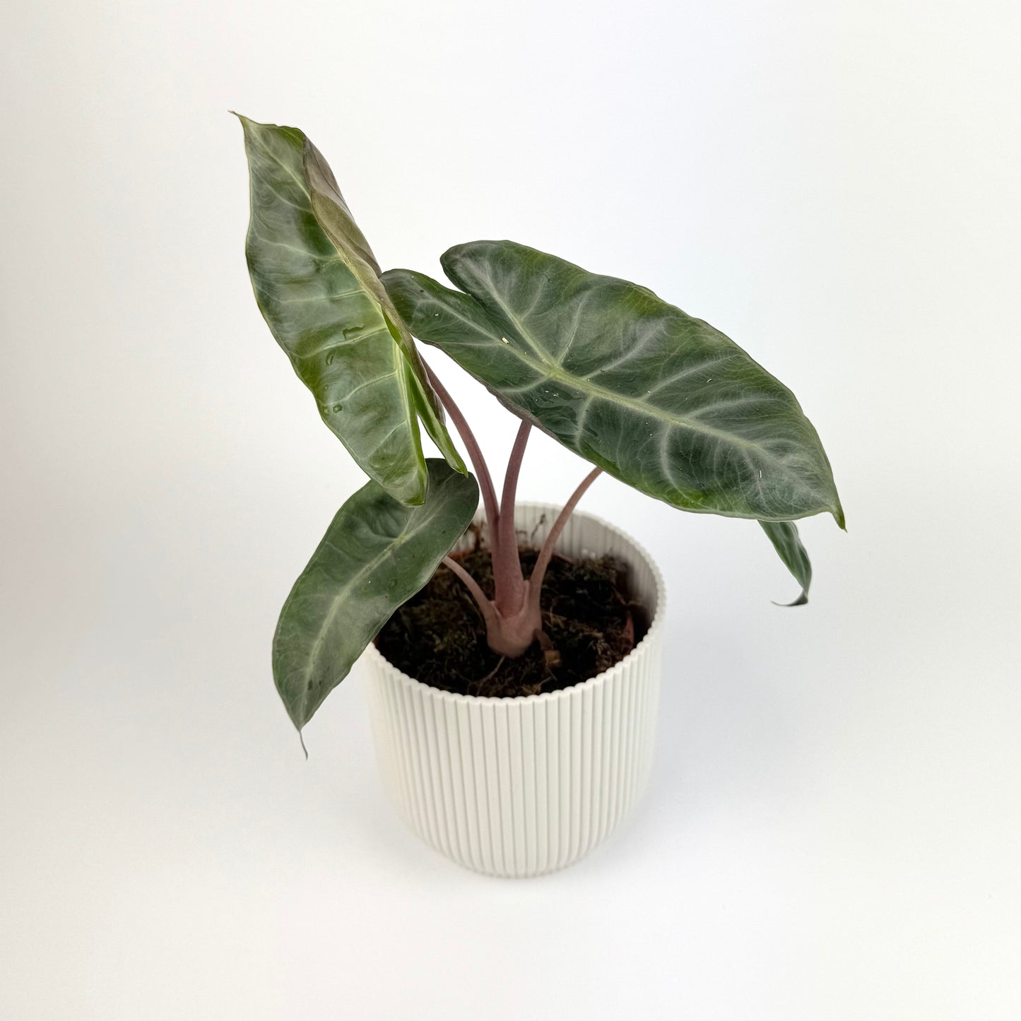 Alocasia Pink Dragon 12cm Houseplant