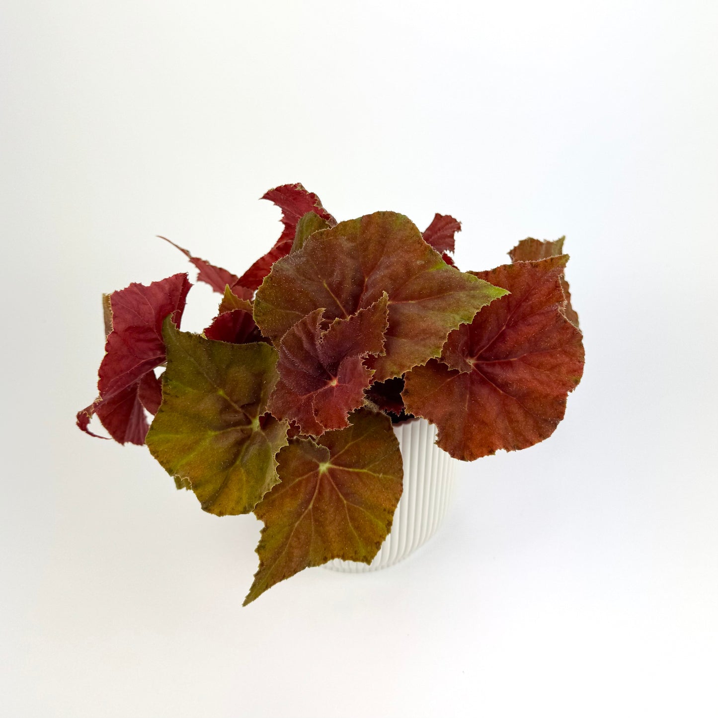 Begonia Amber Love 12cm Houseplant