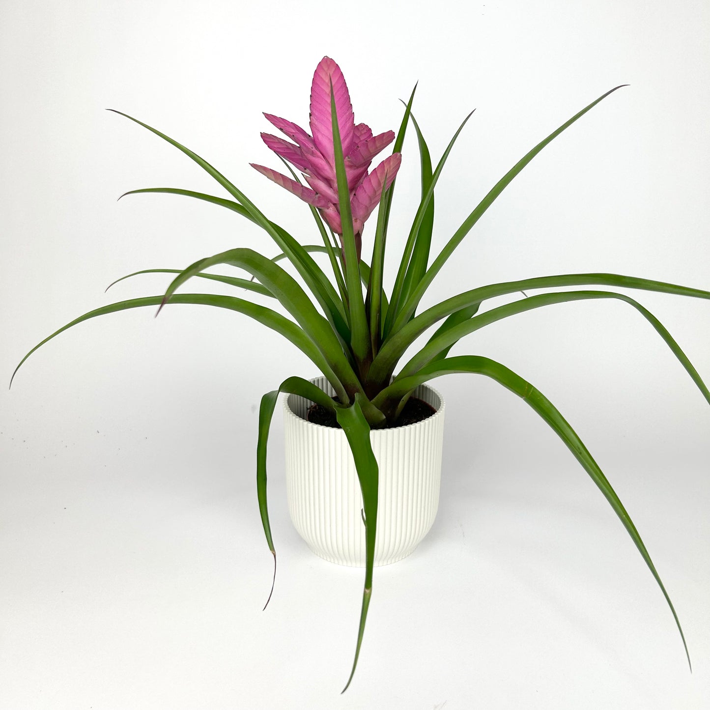 Tillandsia Antonio 12cm Houseplant