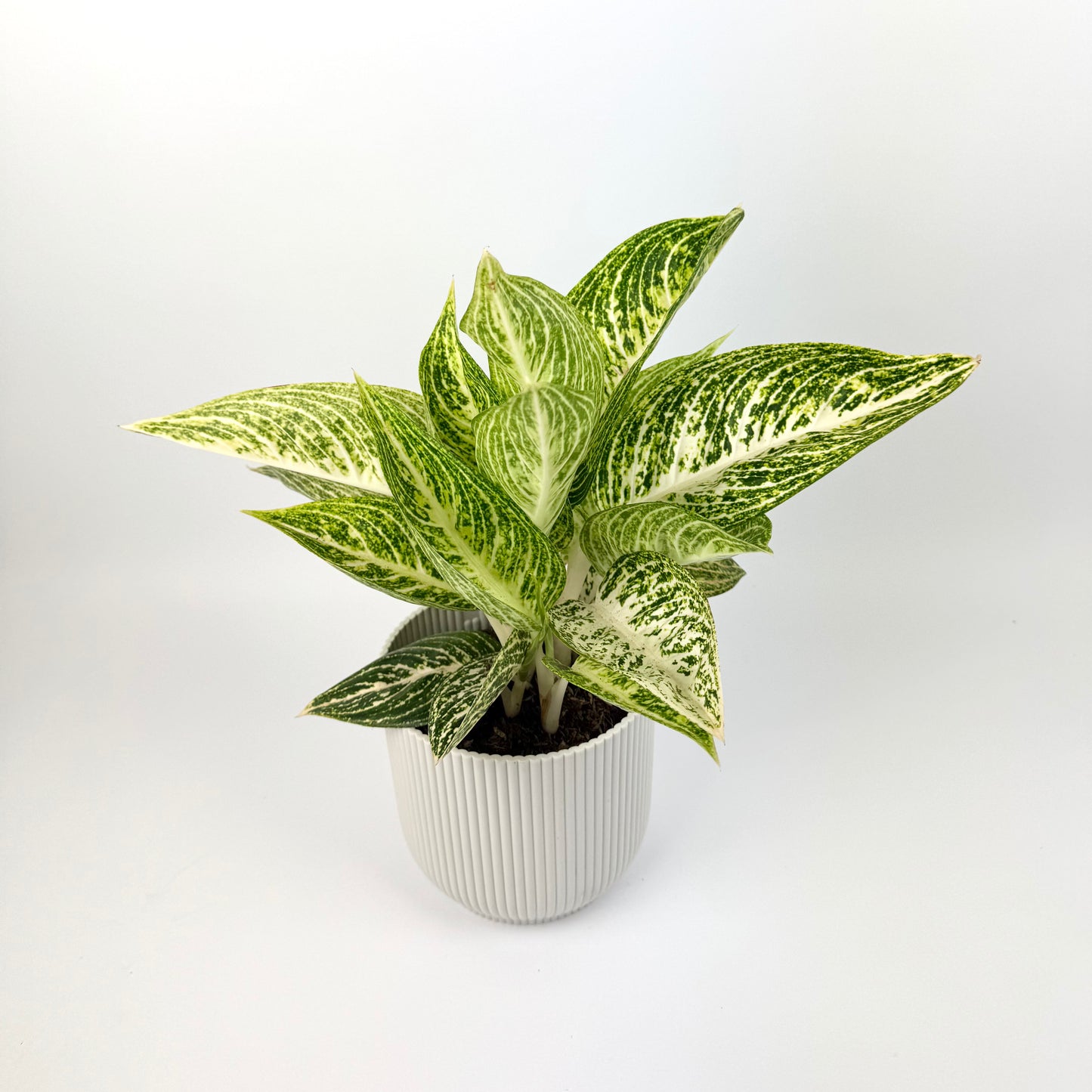 Aglaonema Polar Springtime 12cm Houseplant