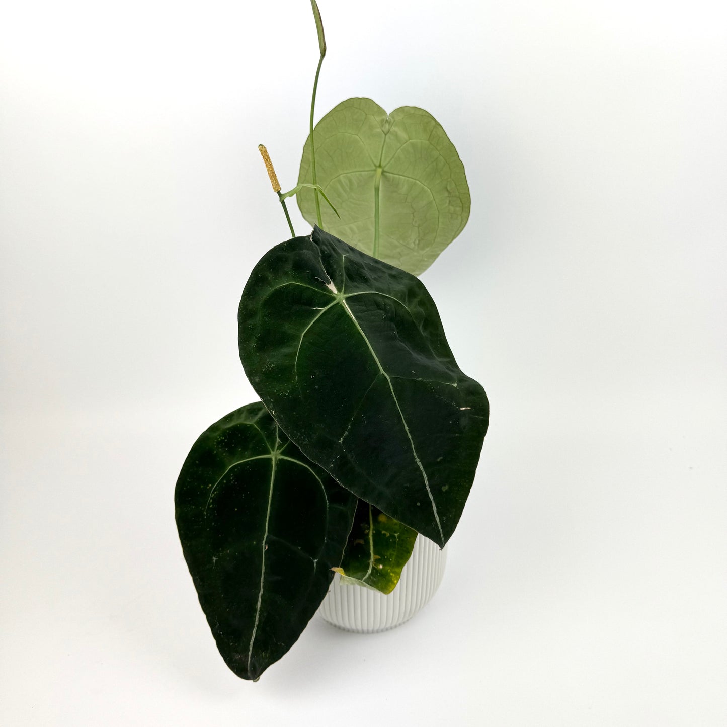 Anthurium Forgetii 12cm Potsize Houseplant