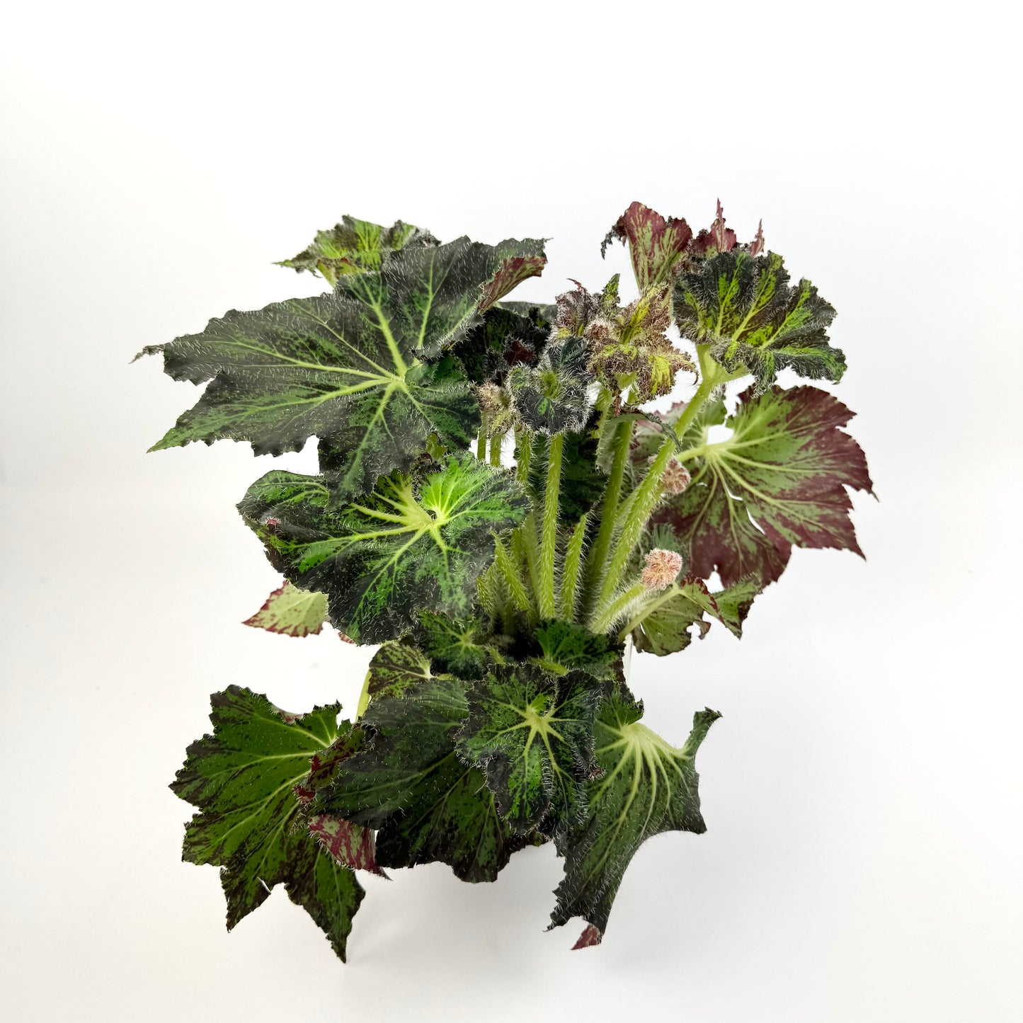 Begonia Tiger XL 12cm Potsize Houseplant