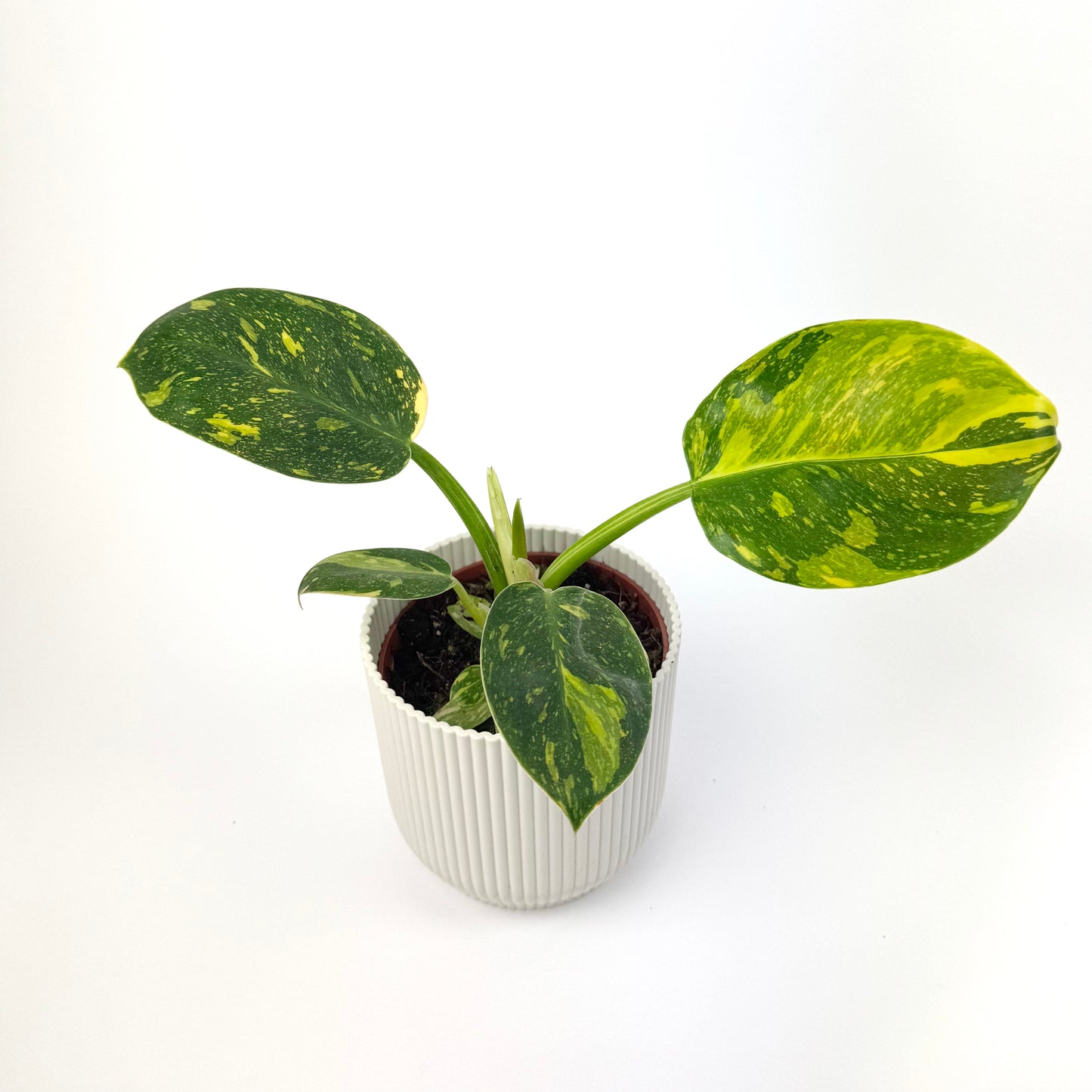 Philodendron Green Congo Hybrid 10.5cm Houseplant