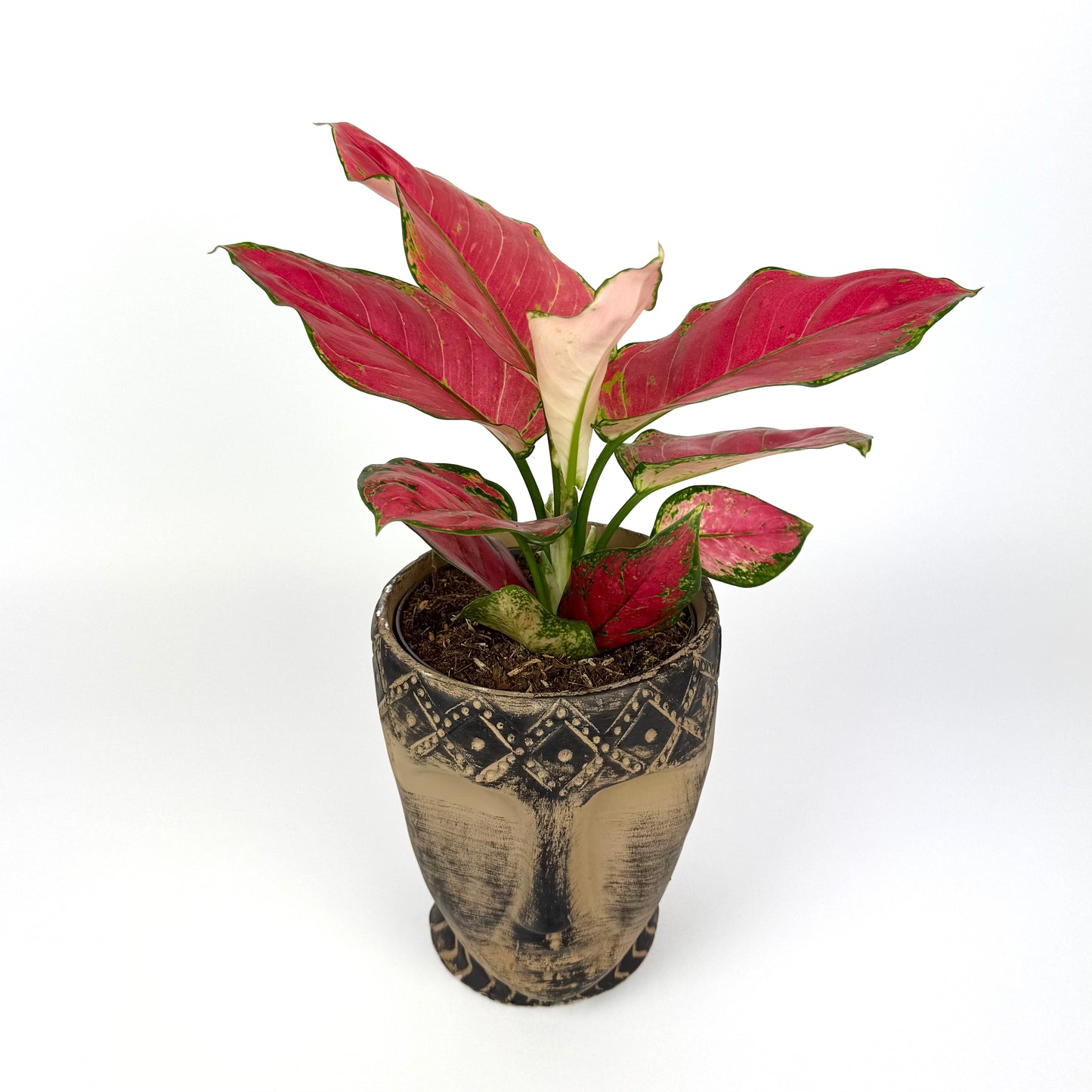 Natalies Bundle- Aglaonema Red Joy & Ceramic Toten Pot