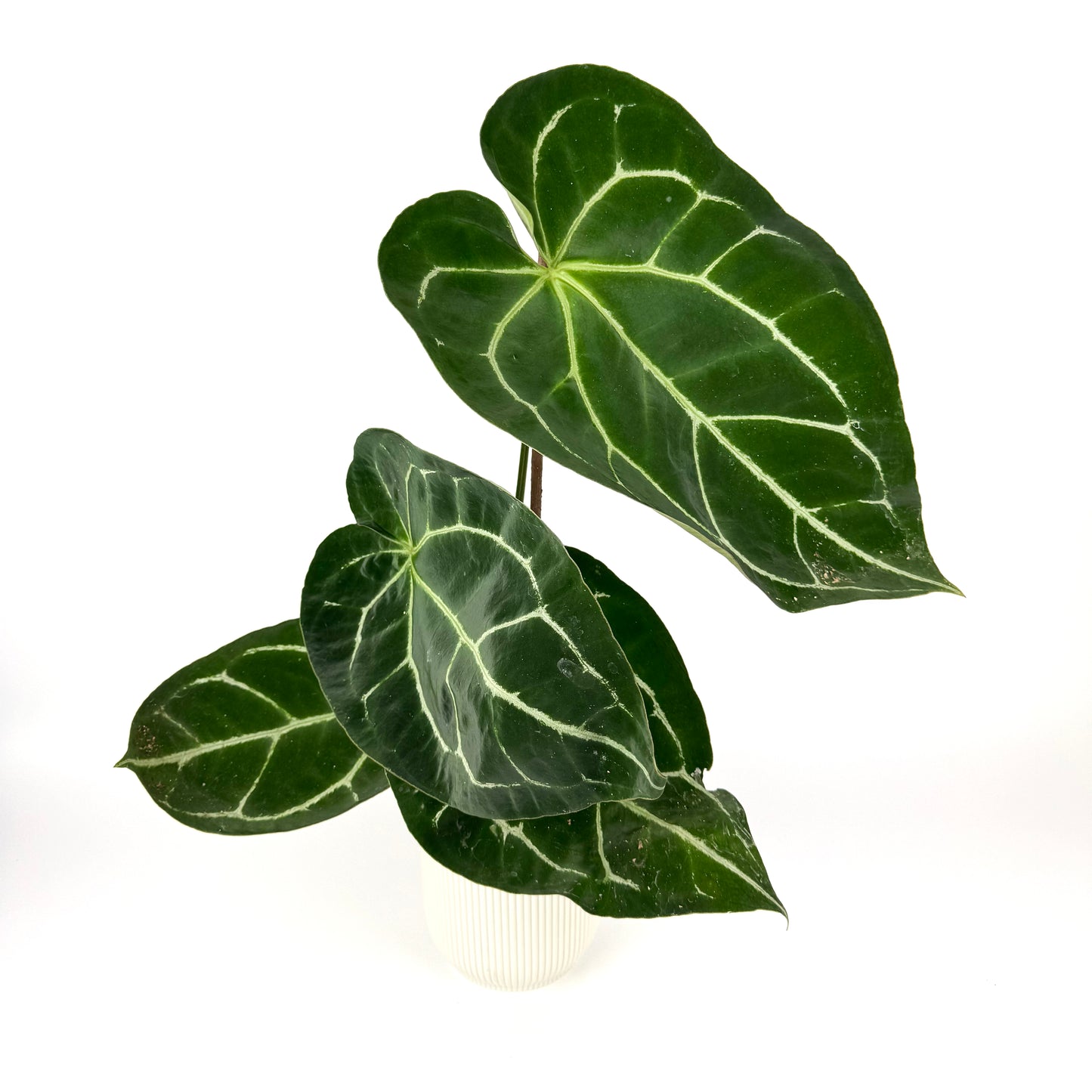 Anthurium Crystallinum Crystal Hybrids 12cm Pot size Houseplant
