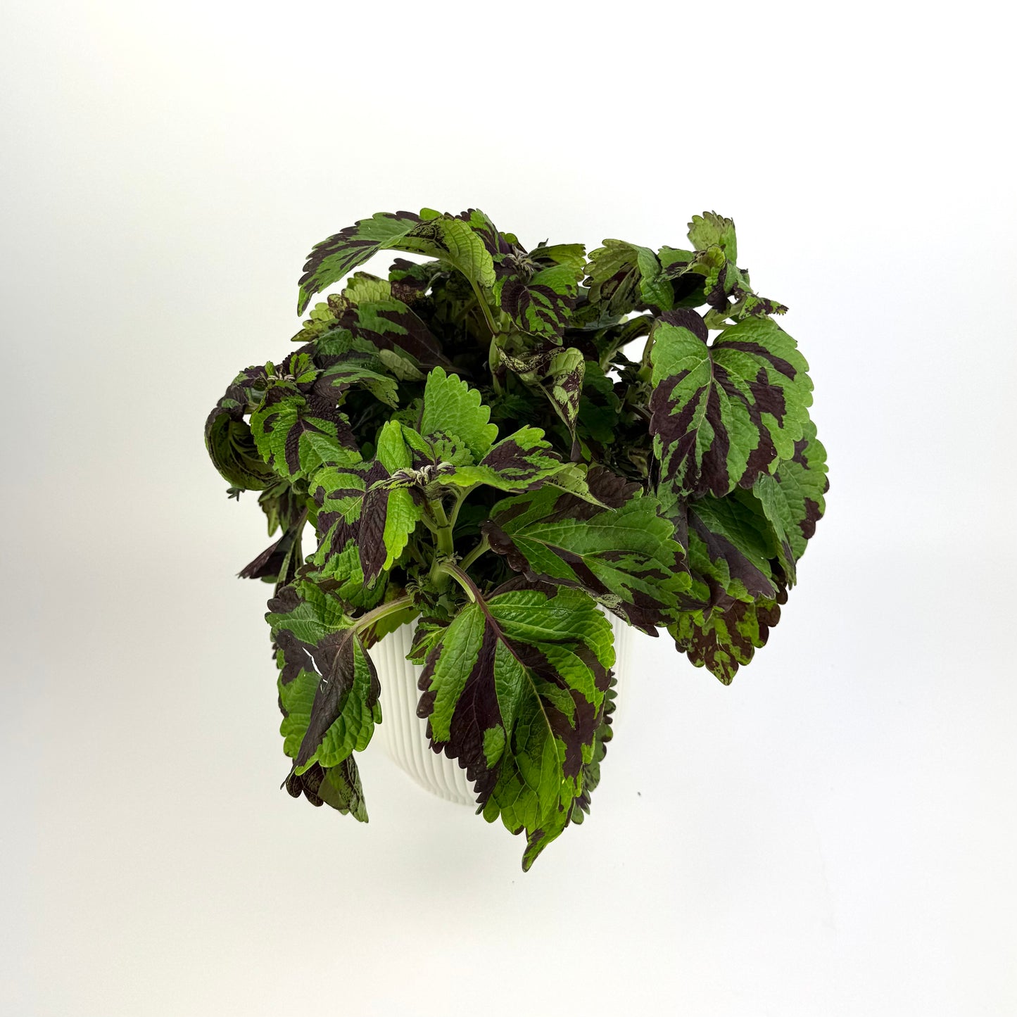 Coleus Tiger 17cm Pot Size Houseplant