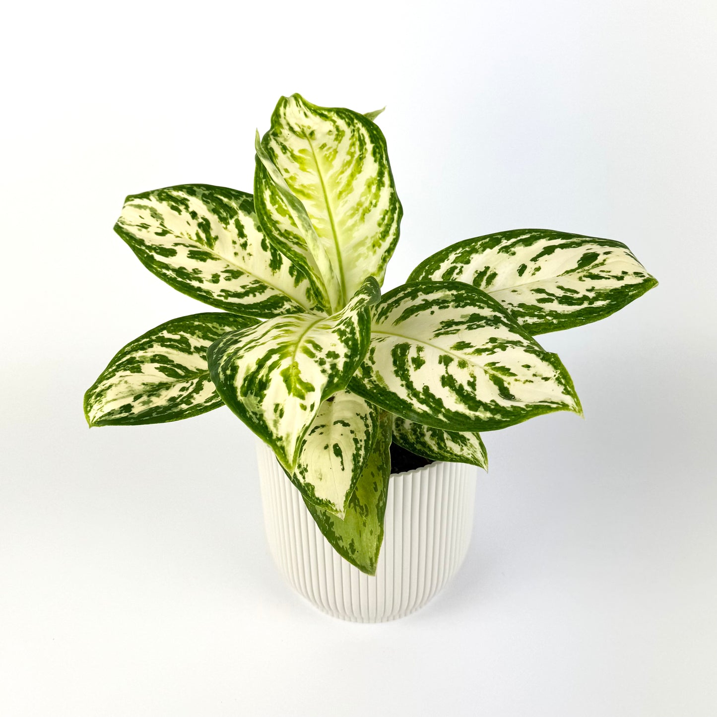 Aglaonema Minty Ice 12cm Potsize Houseplant