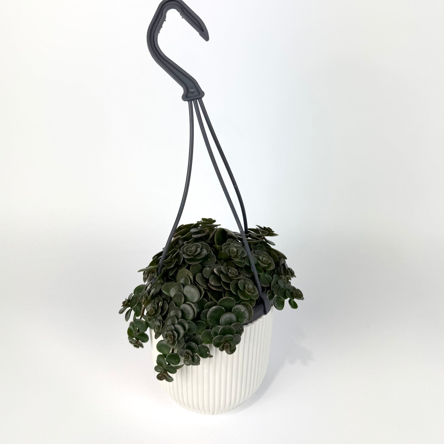 Sedum Tornado 10.5cm Houseplant