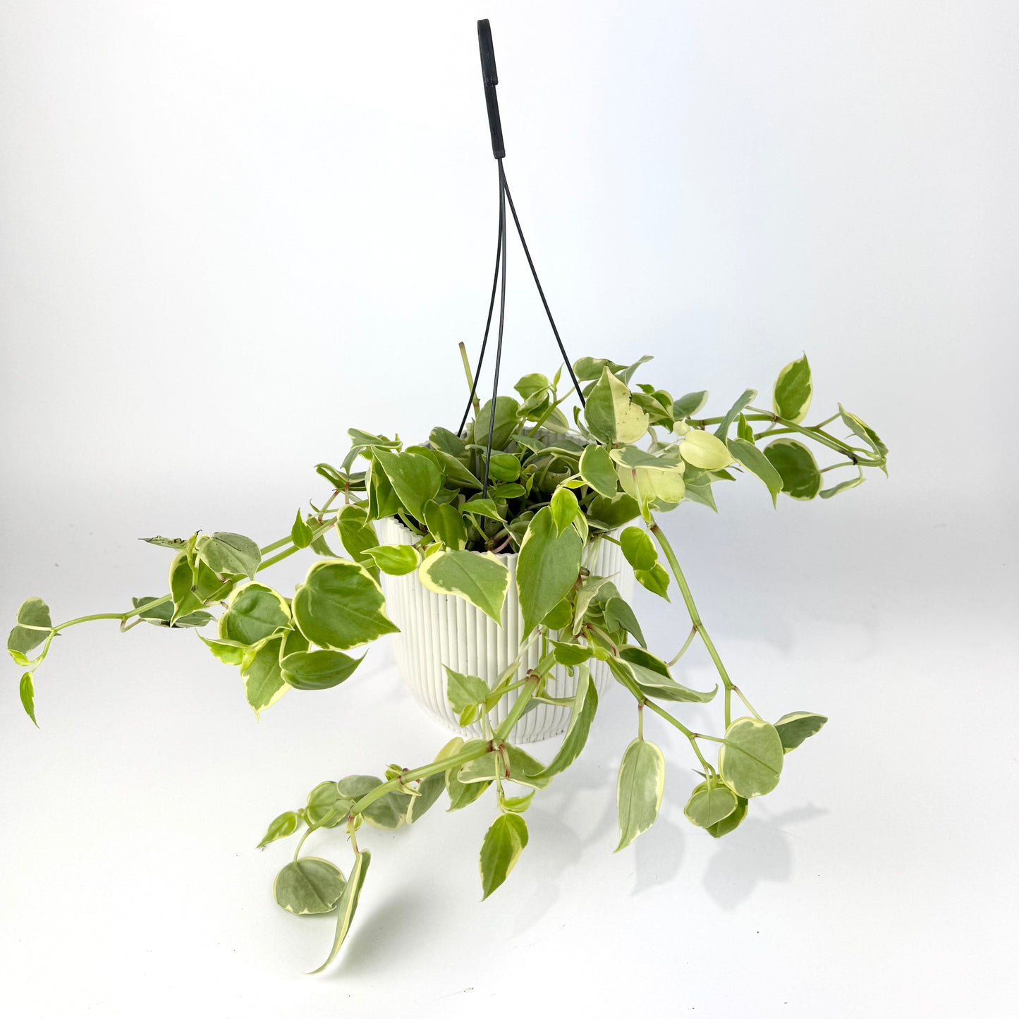 Peperomia Scindapsus Variegated 17cm Houseplant