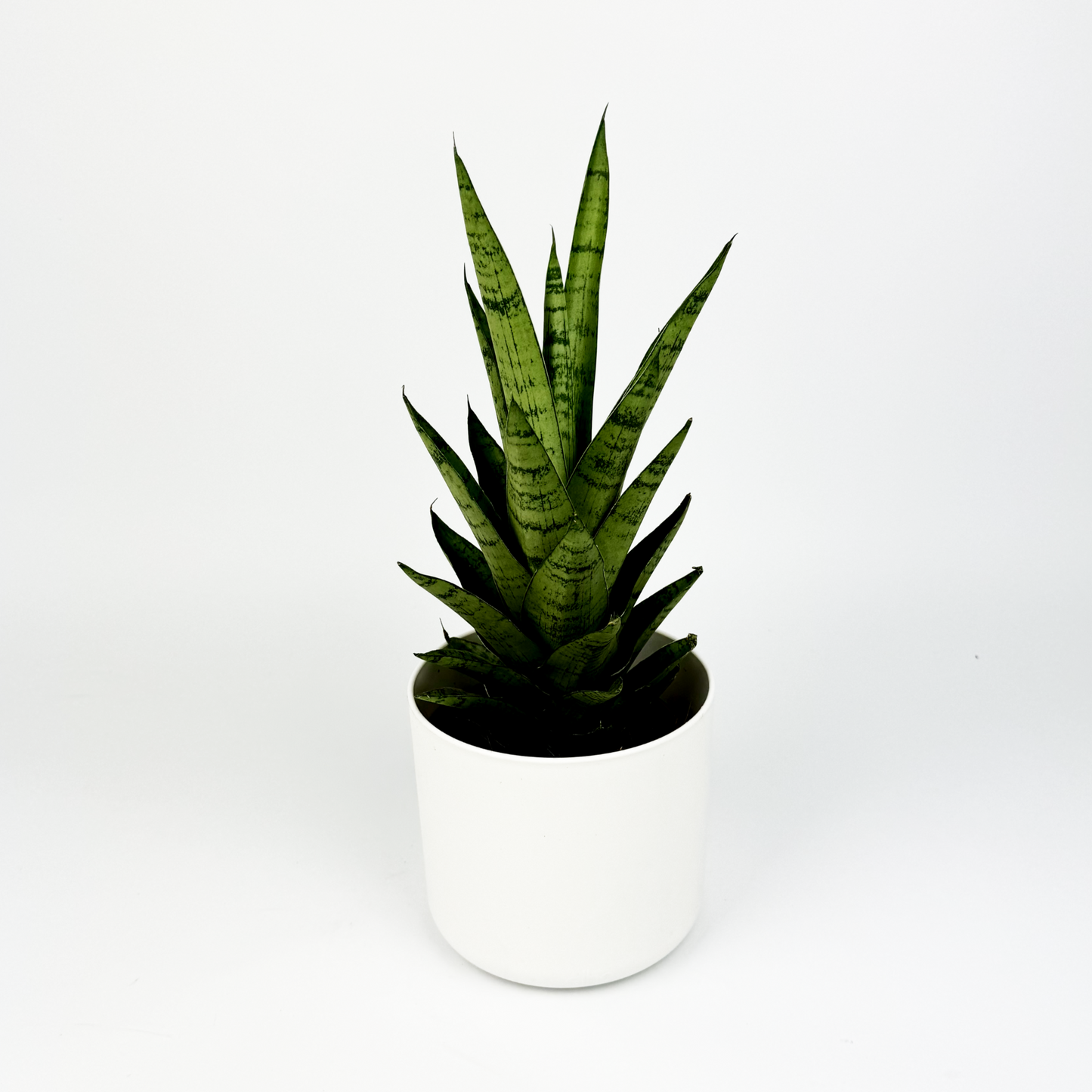 Snake Tough Lady Houseplant