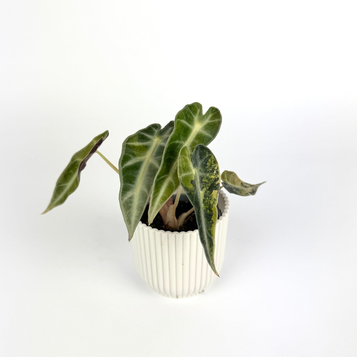 Alocasia Bambino Aura 6cm Houseplant