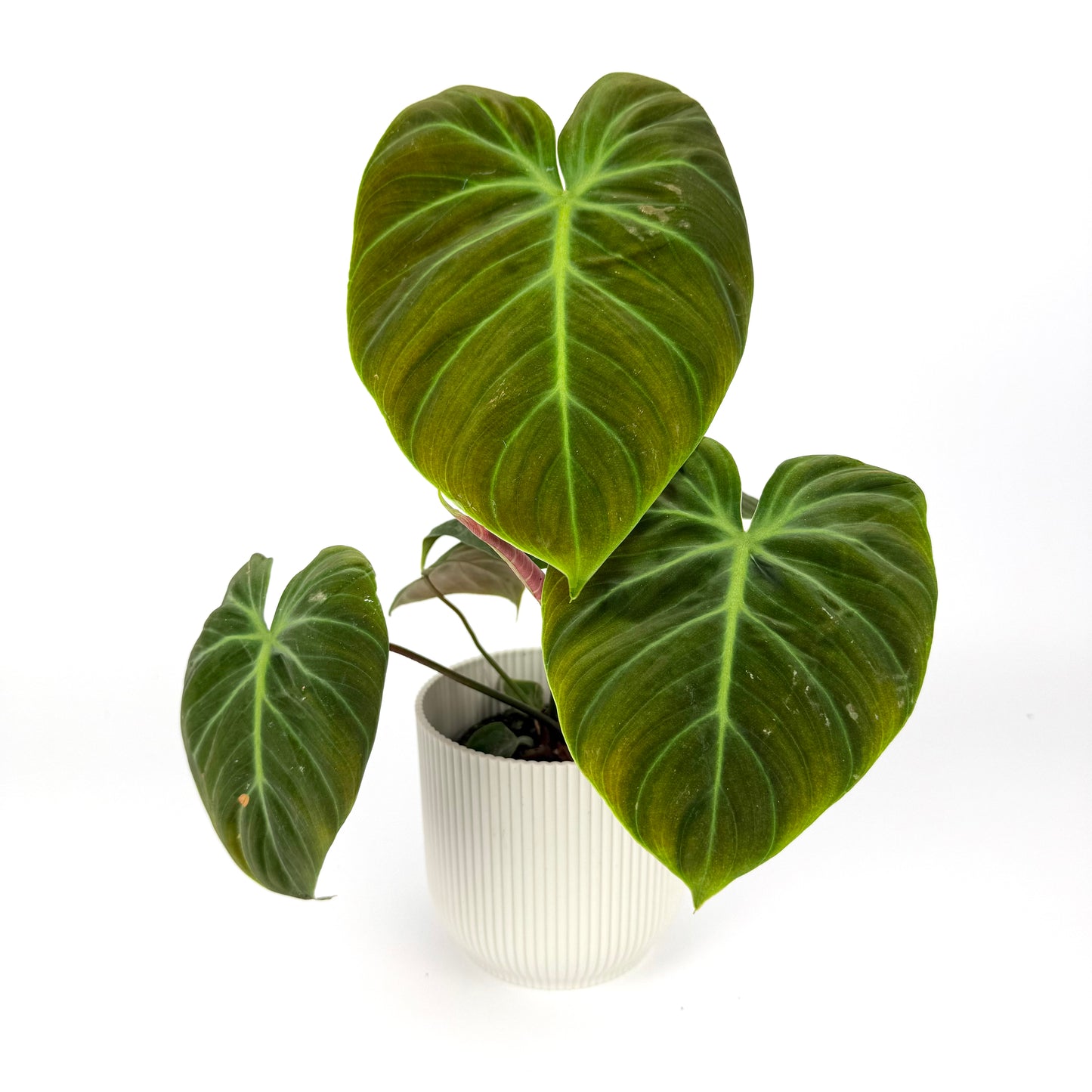 Philodendron El Choco Red 12cm Pot size Houseplant