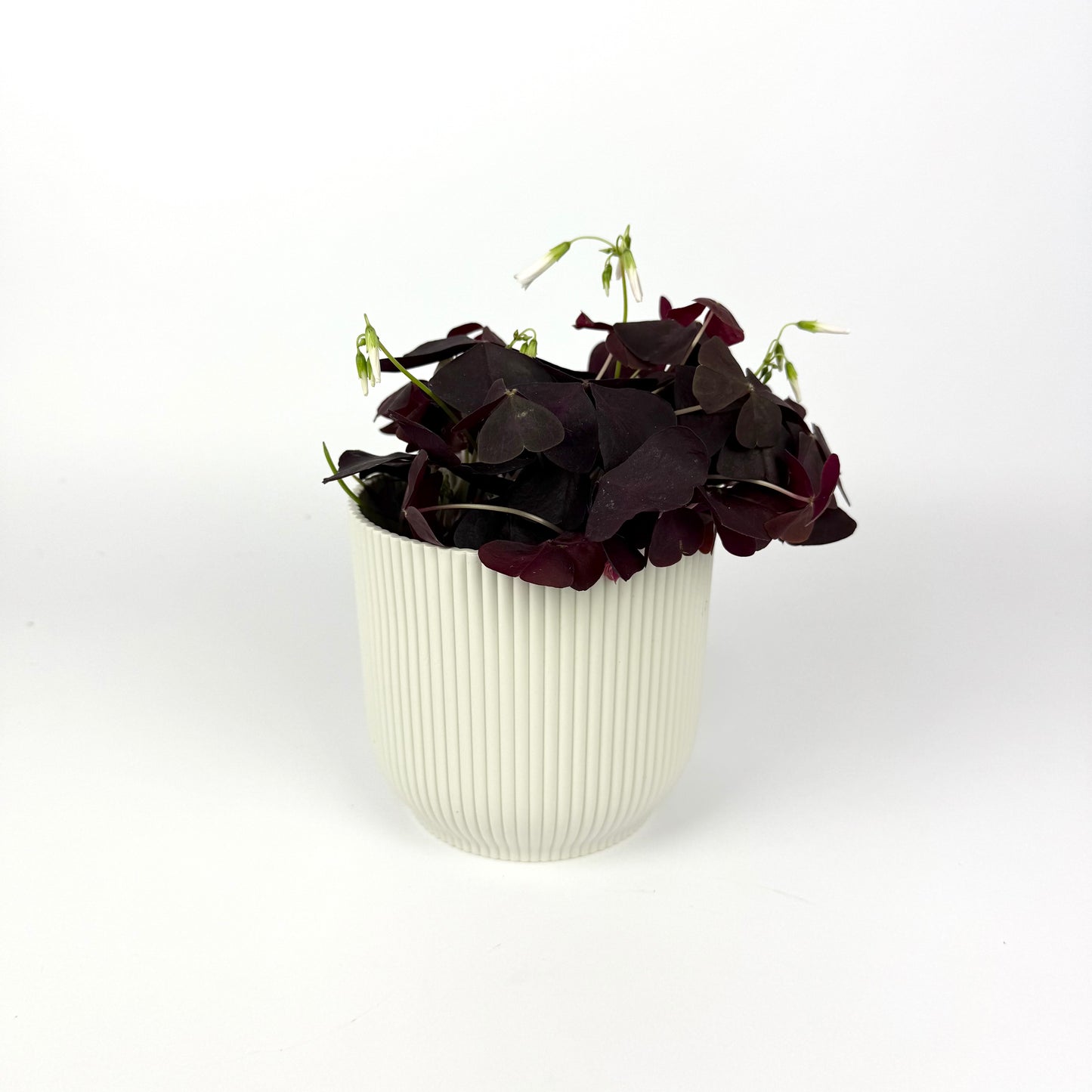 Oxalis Ikigai Triangularis Dark 12cm Pot Size Houseplant