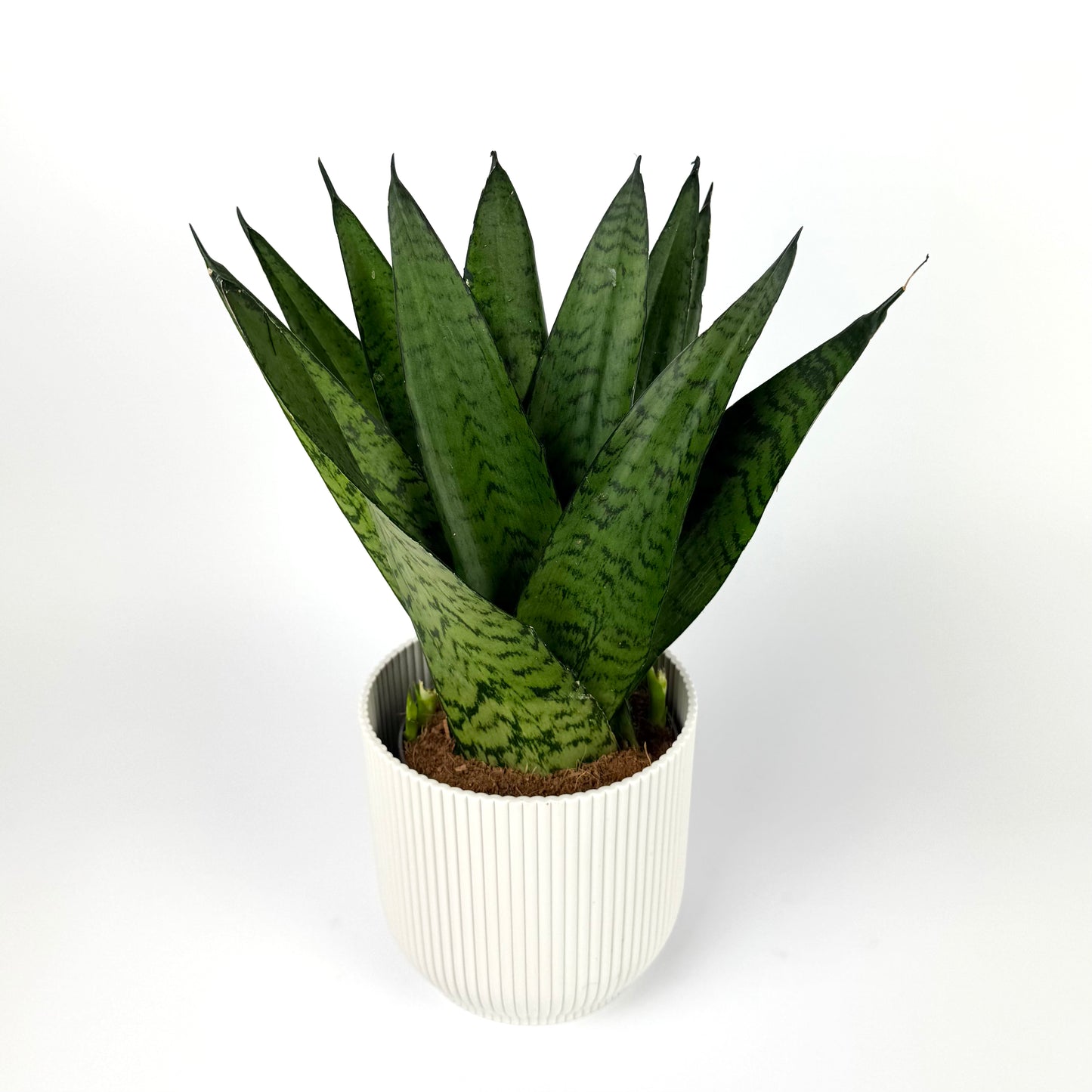 Sanseveria Zeylanica Fan 12cm Pot Size Houseplant