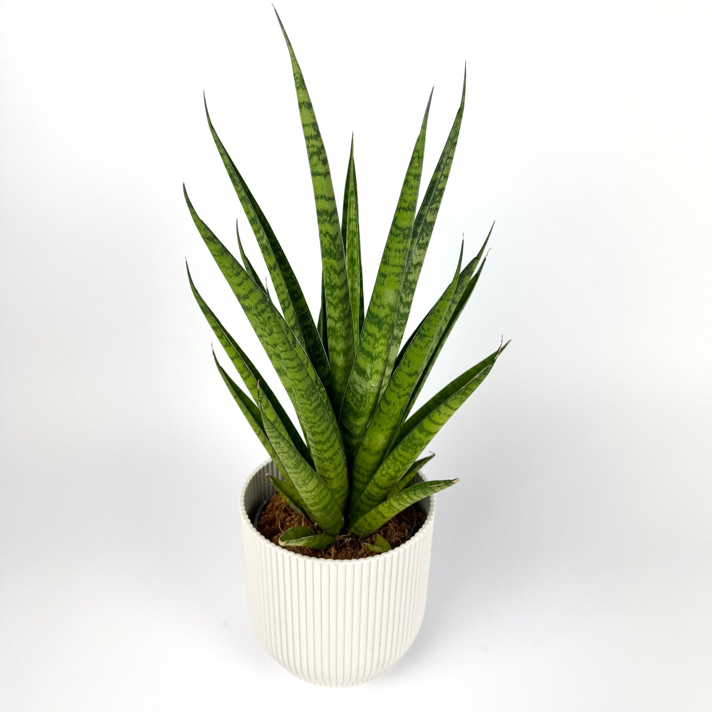 Sanseveria Cylindrical Pineapple 12cm Pot Size Houseplant