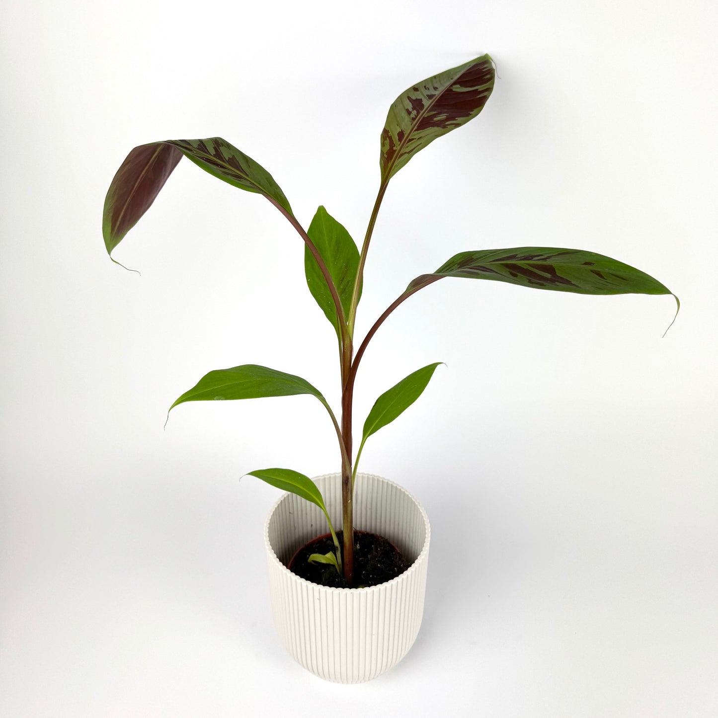 Musa Acuminata Zebra 10.5cm Pot Size Houseplant