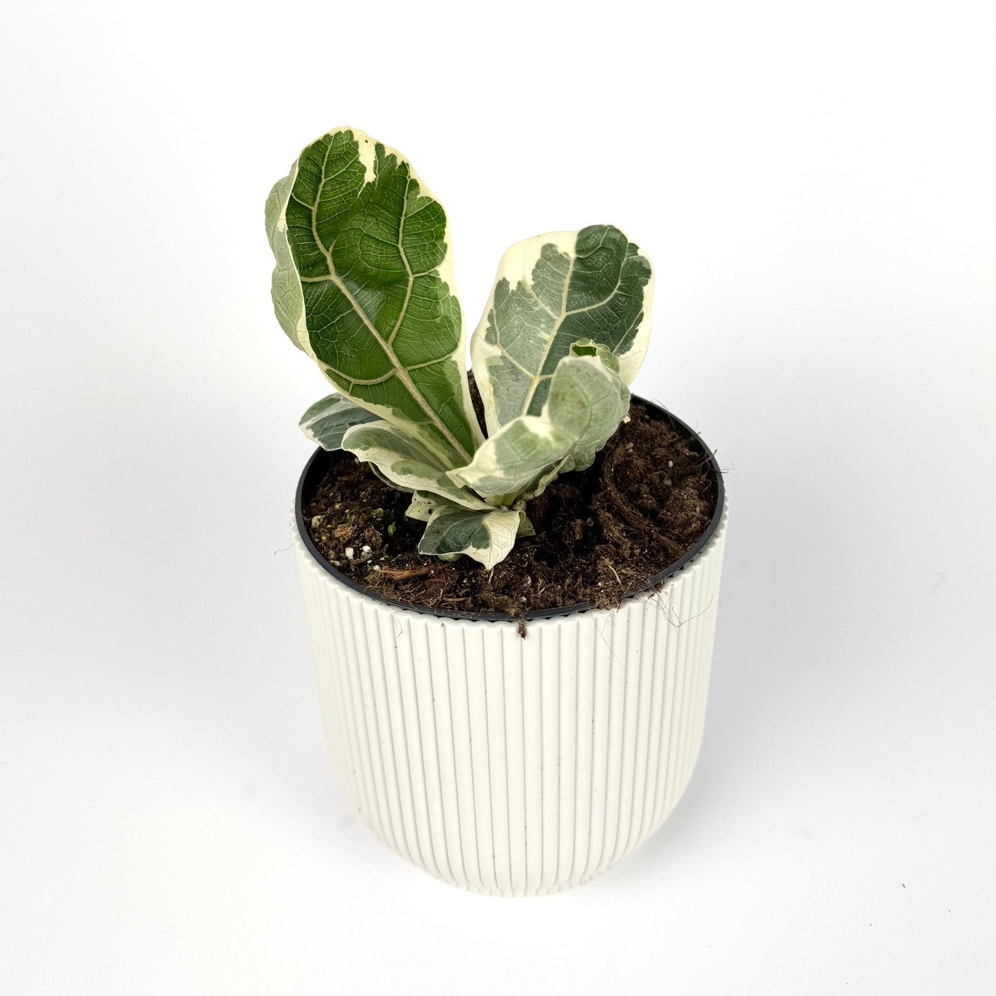 Ficus Lyrata Variegated 14cm Pot Size Houseplant