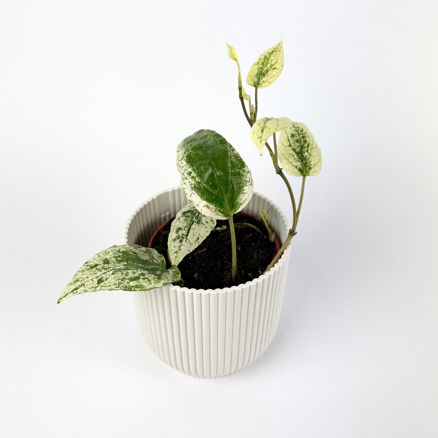 Piper Macropiper Variegata 9cm Houseplant