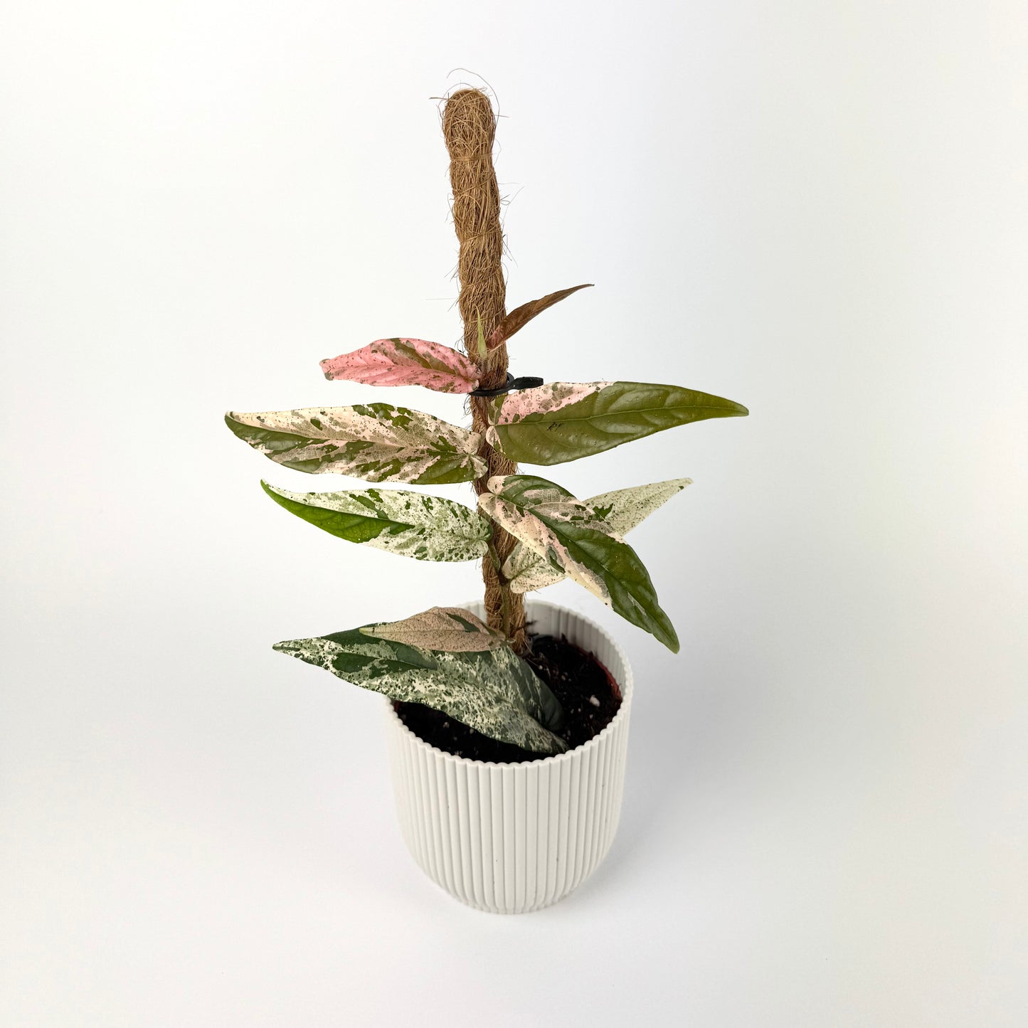 Ficus Sagittata Variegata 9cm Houseplant