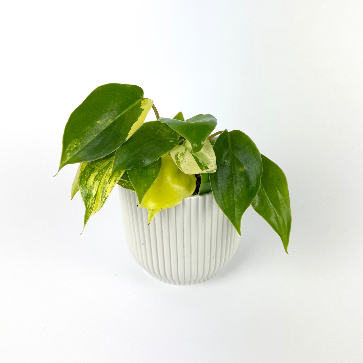 Philodendron Burle Marx Variegata 7cm Houseplant