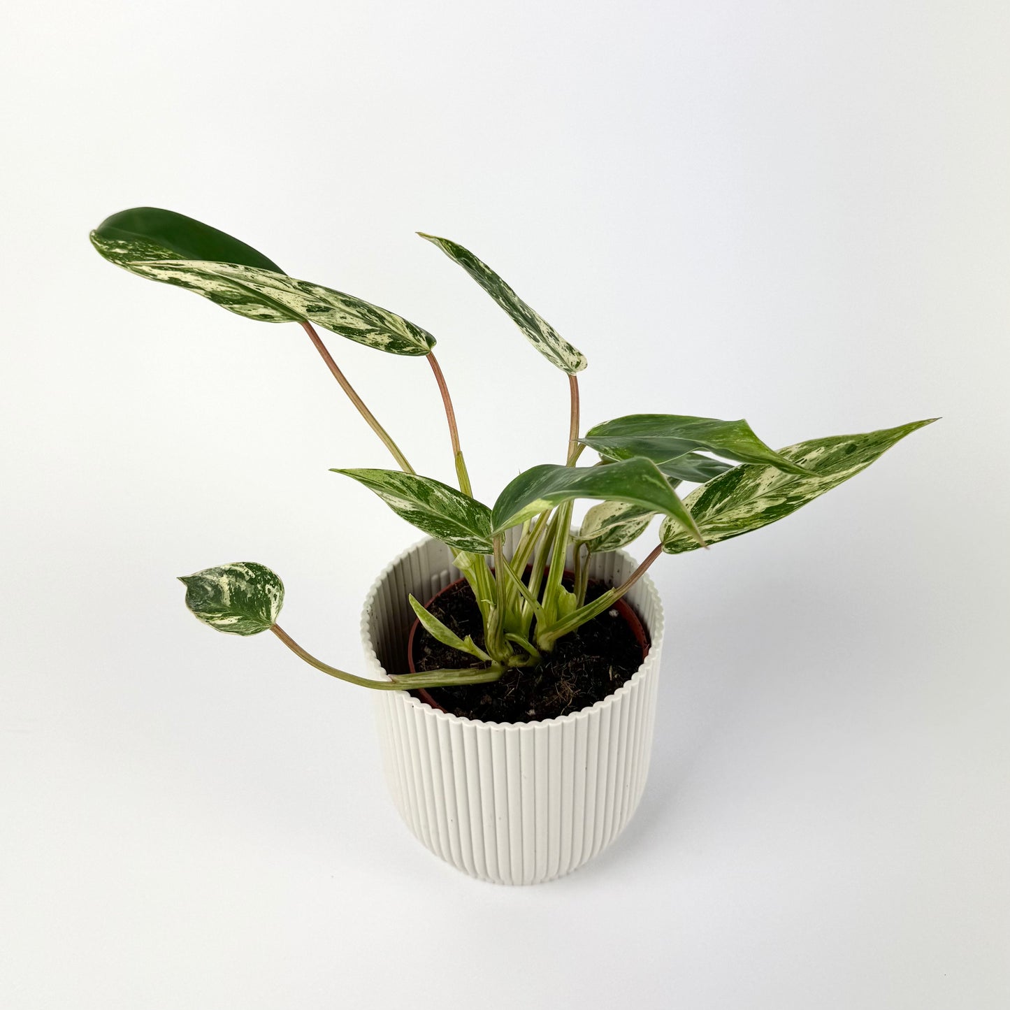 Philodendron Emerald Queen Variegata 9cm Houseplant