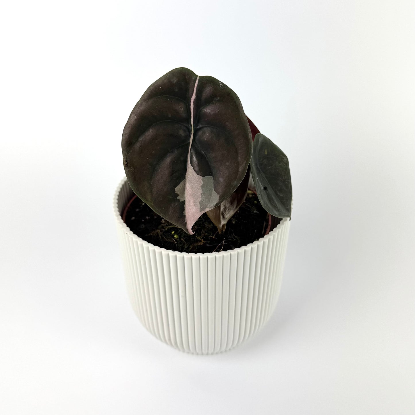 Alocasia Red Secret 12cm Houseplant