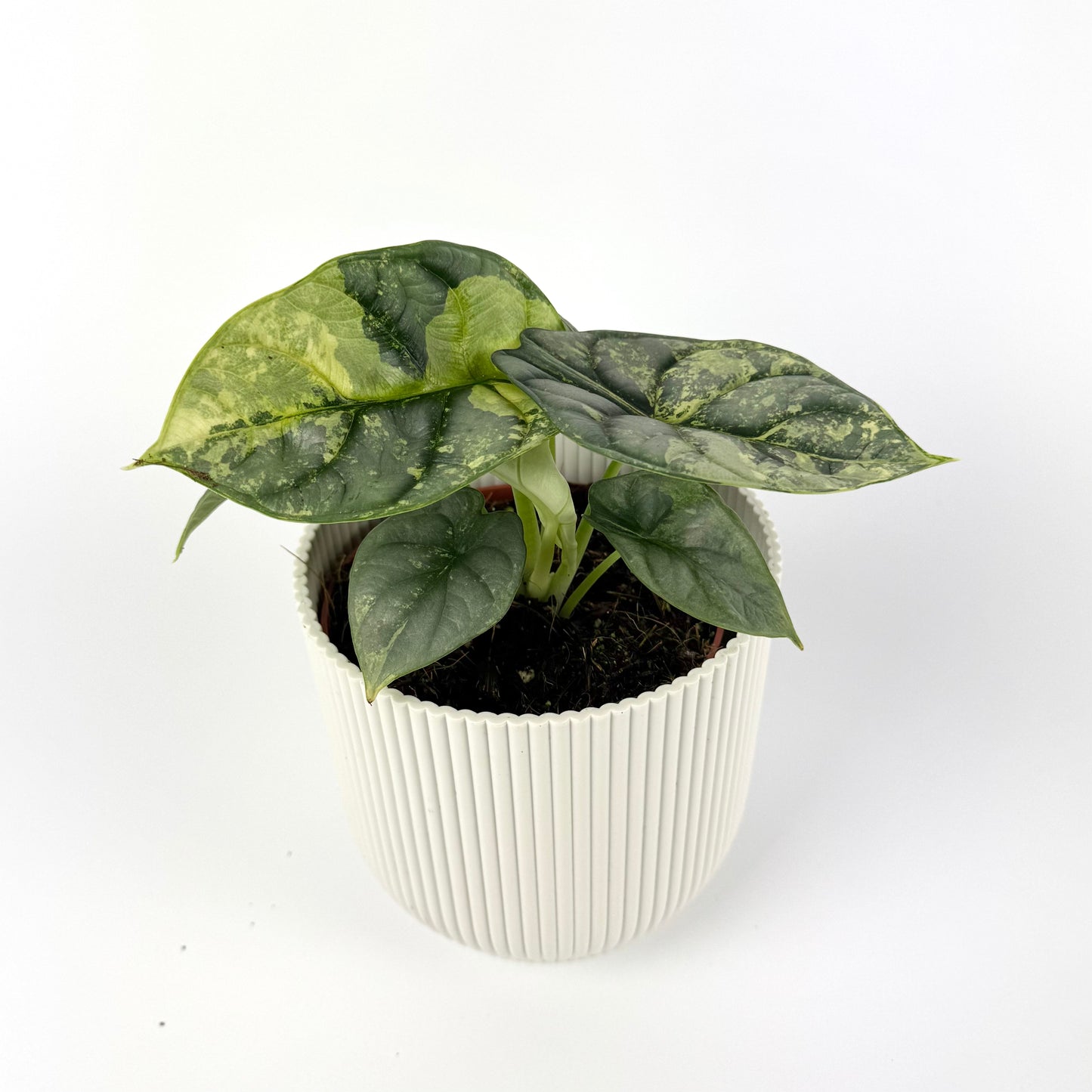 Alocasia Silver Dragon Variegated Aurea 12cm Houseplant