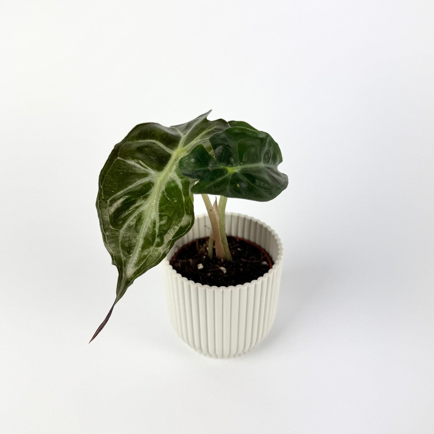 Alocasia Venom 6cm Houseplant