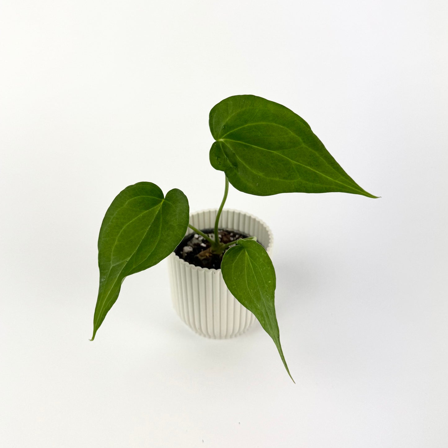 Anthurium Delta Force 6cm Houseplant