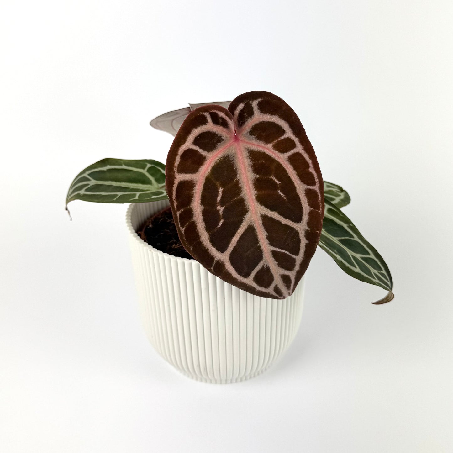 Anthurium Pink Blush 12cm Houseplant