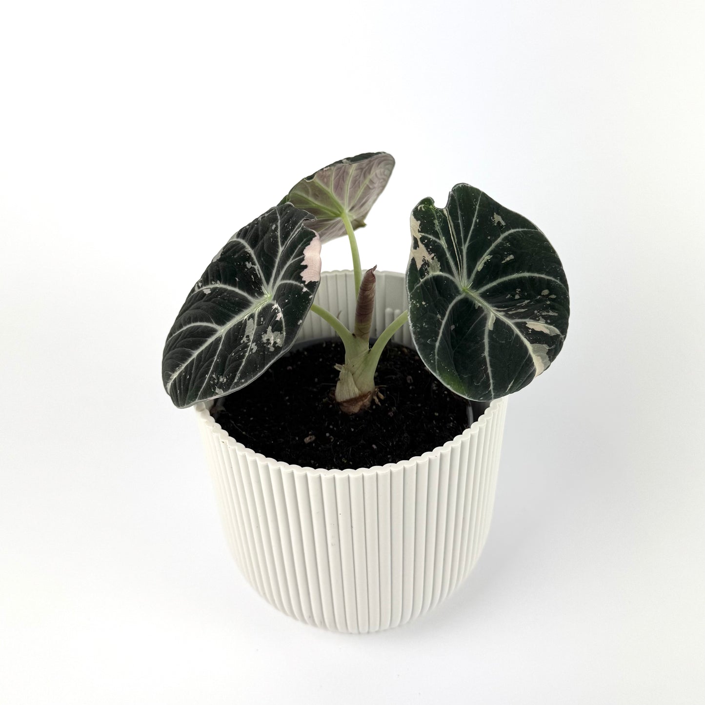 Alocasia Black Velvet Pink 12cm Houseplant