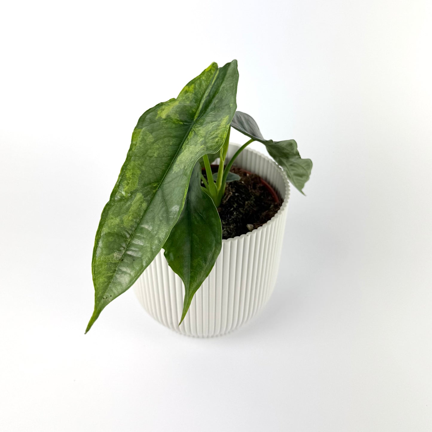 Alocasia Dragon Breath Variegated12cm Houseplant