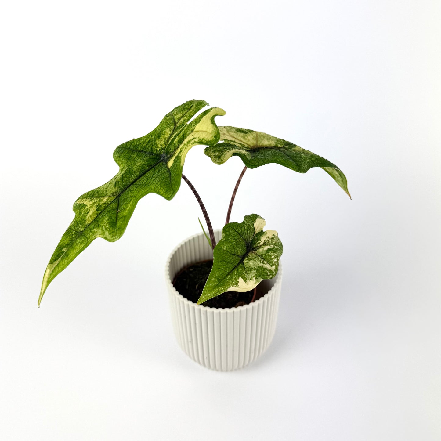 Alocasia Jacklyn Variegata 7cm Houseplant