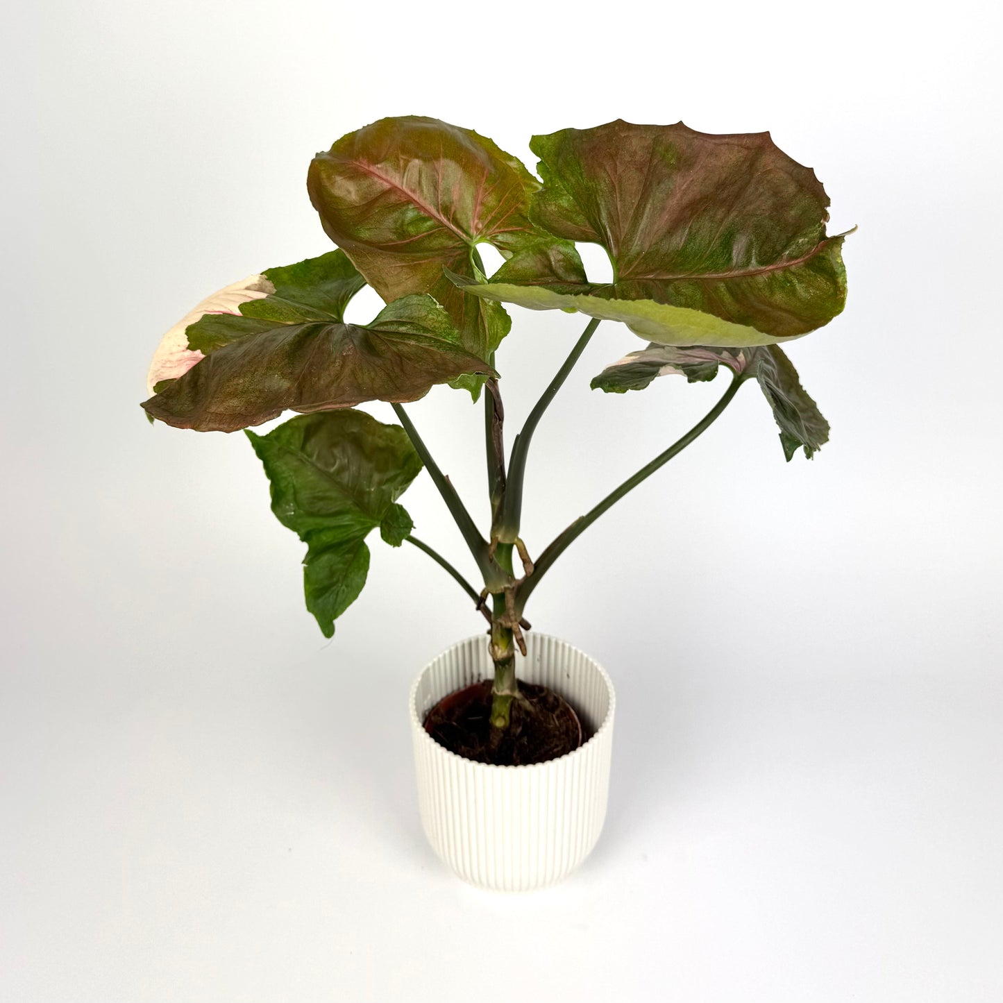 Syngonium Strawberry Ice 9cm Pot Size Houseplant